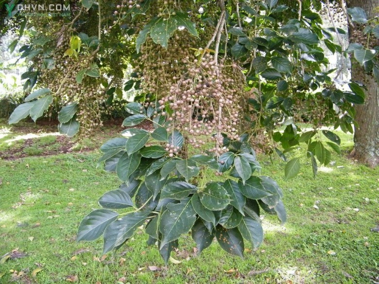 Cây nhội thường ra hoa vào tháng 2-3 và ra quả vào tháng 6-8. Quả hình cầu, có màu nâu hoặc hồng nhạt, mọc thành chùm. Ảnh: ydhvn.