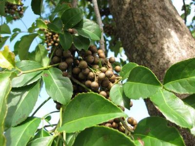 Cây nhội có đặc điểm là lá xanh quanh năm và có thể ăn được. Lá cây nhội có vị chát nên thường được dùng để ăn gỏi. Ảnh: thaoduocsinhphuong.