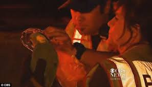 Sau khi nghe thấy tiếng “Lửa”, “Cứu”… liên tục phát ra từ một tòa nhà ở bang Idahon (Mỹ), đội cứu hỏa đã ập tới dập tắt đống lửa. Những người cứu hỏa nghĩ tiếng kêu cứu là của một cụ bà, họ nhanh chóng tìm kiếm để giải cứu nhưng bất ngờ phát hiện nạn nhân kêu cứu là… 2 con vẹt. 