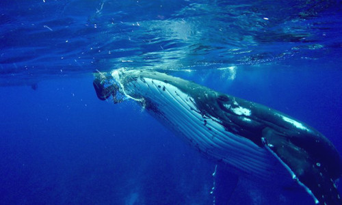 Một chú cá voi lưng gù đã cố gắng bảo vệ Nan Hauser- nhà sinh vật biển và những người đồng nghiệp của cô thoát khỏi hàm cá mập tại vùng nước sâu ở bãi biển Muri, ngoài khơi Rarotonga, thuộc đảo Cook, Nam Thái Bình Dương. Chú cá voi nhanh trí này đã dùng vây khổng lồ để che chở cho Nan và liên tục dùng đầu, miệng đẩy cô lên khỏi mặt nước tránh sự nguy hiểm.