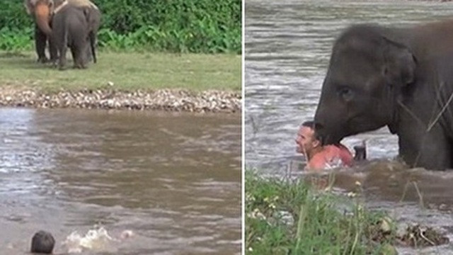 Chú voi con Kham Lha ở công viên tự nhiên cho loài voi tại Chiang Mai, Thái Lan đã vội vàng bất chấp tất cả để lội qua sông cứu vị huấn luyện viên yêu thích của mình khi thấy anh đang gặp nguy hiểm. Con voi đã lao thẳng xuống dòng sông đang chảy xiết, lội qua bờ bên kia để đẩy anh lên bờ.