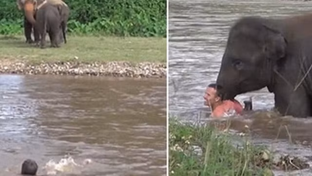Chú voi con Kham Lha ở công viên tự nhiên cho loài voi tại Chiang Mai, Thái Lan đã vội vàng bất chấp tất cả để lội qua sông cứu vị huấn luyện viên yêu thích của mình khi thấy anh đang gặp nguy hiểm. Con voi đã lao thẳng xuống dòng sông đang chảy xiết, lội qua bờ bên kia để đẩy anh lên bờ.