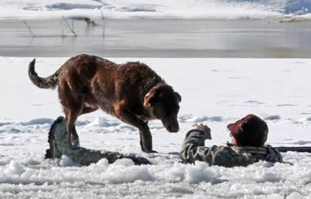 Một người đàn ông 60 tuổi cùng con chó của mình đi dọc bờ sông Colorado để săn vịt và không may ông bị sụp xuống hố băng. Trong khi lực lượng cứu hộ giải cứu người chủ khỏi nguy hiểm, chú chó này đã chờ đợi và quan sát trong 30 phút, mặc dù ông ta liên tục xua con chó rời khỏi nơi đây vì sợ nó gặp nguy hiểm. 
