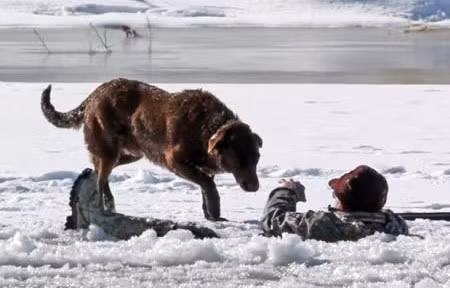 Một người đàn ông 60 tuổi cùng con chó của mình đi dọc bờ sông Colorado để săn vịt và không may ông bị sụp xuống hố băng. Trong khi lực lượng cứu hộ giải cứu người chủ khỏi nguy hiểm, chú chó này đã chờ đợi và quan sát trong 30 phút, mặc dù ông ta liên tục xua con chó rời khỏi nơi đây vì sợ nó gặp nguy hiểm. 