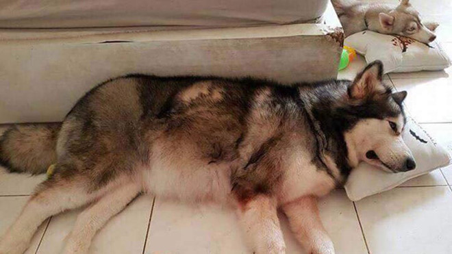 Đầu năm 2018, anh Nguyễn Đằng, 29 tuổi và người vợ đang mang bầu của mình đã may mắn thoát khỏi trận hỏa hoạn tại chung cư Carina nhờ con chó cưng Alaska tên là Xuka Béo. Con chó này dã liên tục sủa, cào cửa để báo hiệu cho chủ nhân khi thấy nguy hiểm đang ập đến. 