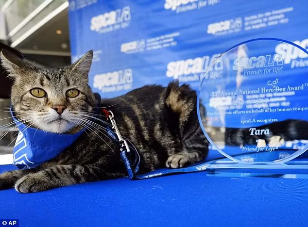 Đây là “người anh hùng Tara” đã cứu sống cậu chủ nhỏ Jeremy. Khi Jeremy chơi xe đạp trước nhà thì bị con chó Scrappy ở nhà hàng xóm bất ngờ lao vào tấn công, chú mèo Tara nghe được tiếng khóc thét của Jeremy đã ngay lập tức từ trong nhà lao thẳng vào người con chó dữ phản công quyết liệt, đuổi đánh con chó chạy về nhà. 