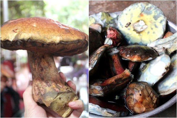  Nấm gan bò có kích thước khá lớn, có cây cao tới 20cm và nặng tới 0,5kg. Nấm lúc bé có màu tím, sau chuyển sang màu nâu hoặc màu vàng. Ảnh: namlimxanh.