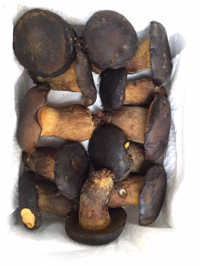 Nấm gan bò có thể chế biến thành nhiều món ngon như nấm gan bò xào thập cẩm, lẩu nấm gan bò... Ảnh: greenhighland.