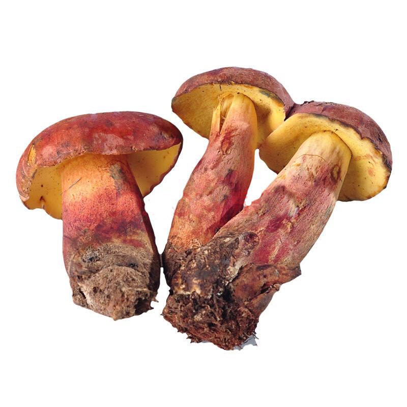 Không chỉ được dùng làm thực phẩm, nấm gan bò còn có nhiều công dụng như kích thích ăn ngon miệng, giúp làm đẹp, trị tiêu chảy, giải độc và phòng ngừa ung thư. Ảnh: hstatic.