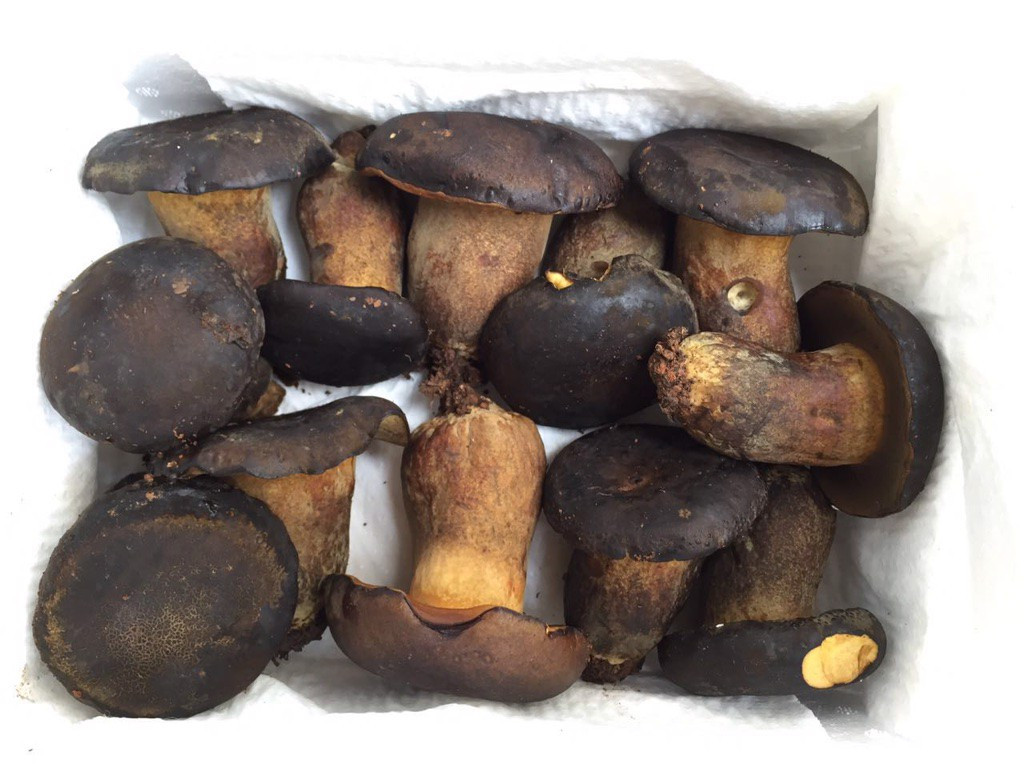 Nấm gan bò thịt dày, có hương vị thơm ngon hấp dẫn như gan bò nên được người dân đặt tên là nấm gan bò. Ảnh: hstatic.