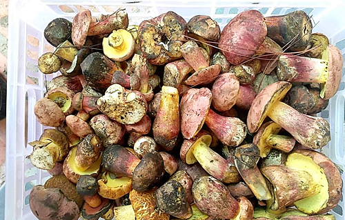 Nấm gan bò tự nhiên có rất nhiều loại, gồm nấm gan bò vàng, nấm gan bò tía, nấm gan bò sữa đỏ, nấm gan bò đen, nấm gan bò mỹ vị. Ảnh: vov.