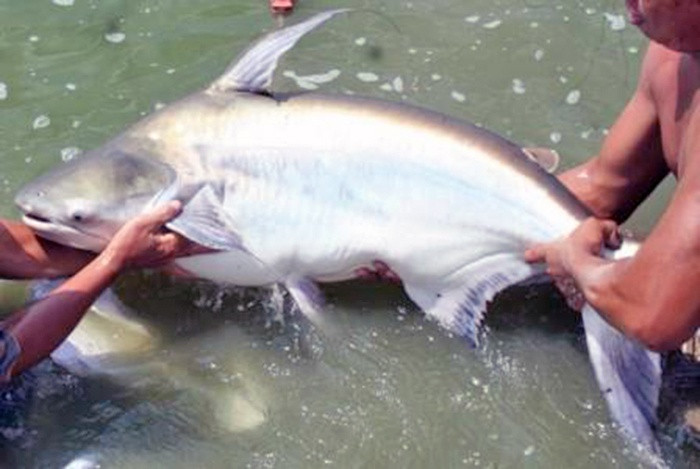 Cá vồ cờ có tên gọi như vậy là do trên lưng của nó có cái vây vươn cao như ngọn cờ. Loài cá này cũng được mệnh danh là “thủy quái” bởi kích thước khổng lồ và sự hung hãn của chúng. Ảnh: tepbac.