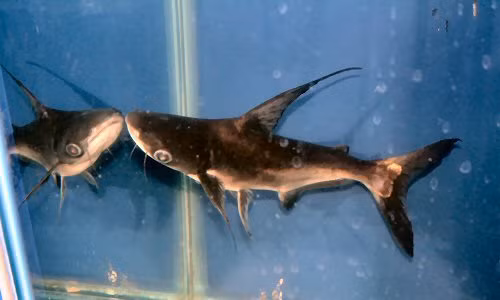 Cá vồ cờ thậm chí còn được đánh giá là loài cá nước ngọt khỏe nhất thế giới. Ảnh: scotcat.