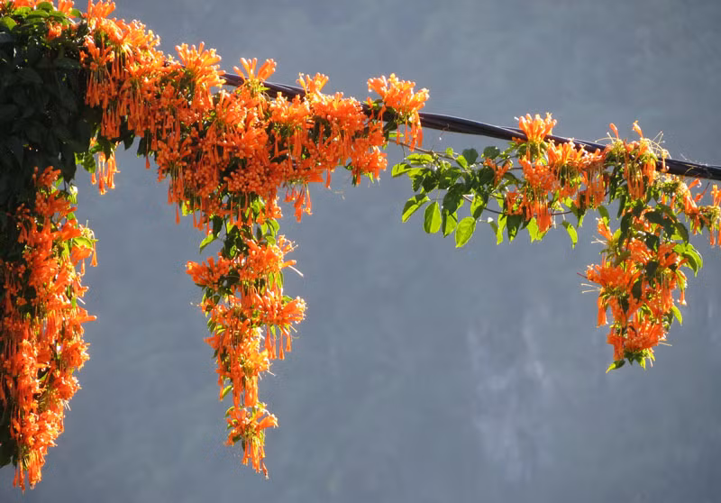 Không những vậy, các bộ phận của cây chùm ớt còn được dùng để làm thuốc chữa nhiều bệnh như ho, đau họng, sưng họng, viêm gan, viêm phổi, sưng đau… Ảnh: khoahocphattrien.