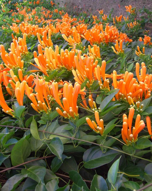 Hoa chùm ớt hình ống, dài dài trông xa khá giống trái ớt màu vàng cam rực rỡ, hoa bóng mượt, nên rất bắt mắt. Ảnh: hongcaycanh.