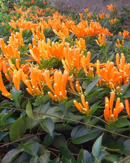 Hoa chùm ớt hình ống, dài dài trông xa khá giống trái ớt màu vàng cam rực rỡ, hoa bóng mượt, nên rất bắt mắt. Ảnh: hongcaycanh.