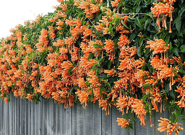 Hoa chùm ớt nở vào đầu xuân đến hết hè. Chùm ớt ít khi đậu quả,quả nang dài khoảng 30cm. Ảnh: chohoaviet.