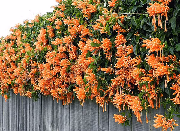 Hoa chùm ớt nở vào đầu xuân đến hết hè. Chùm ớt ít khi đậu quả,quả nang dài khoảng 30cm. Ảnh: chohoaviet.