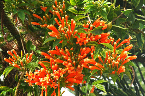 Cây chùm ớt có thể được trồng làm giàn che nắng nóng ở cổng nhà, vòm cổng biệt thự, trồng thành giàn leo trước cửa nhà, quán cà phê, ghế nghỉ công viên,..Ảnh: hoala.