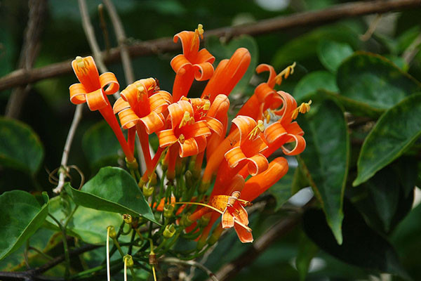 Cây chùm ớt có thân mềm mại, leo bằng tua cuốn, lá hình oval màu xanh đậm và bóng, có vị tỏi khi ta bứt lá. Ảnh: hoadepviet.