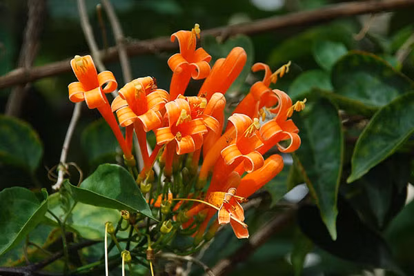 Cây chùm ớt có thân mềm mại, leo bằng tua cuốn, lá hình oval màu xanh đậm và bóng, có vị tỏi khi ta bứt lá. Ảnh: hoadepviet.