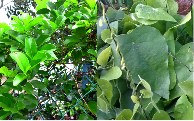 Cây sương sâm còn nổi tiếng với công dụng chữa được nhiều bệnh, nhất là những người có các bệnh về gan, dạ dày, huyết áp cao do tăng cholesterol... Ảnh: cooky.