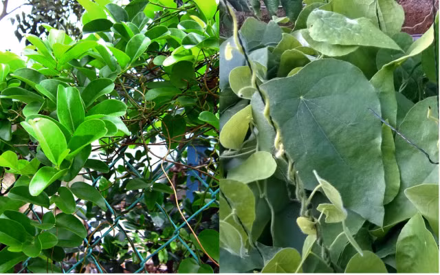 Cây sương sâm còn nổi tiếng với công dụng chữa được nhiều bệnh, nhất là những người có các bệnh về gan, dạ dày, huyết áp cao do tăng cholesterol... Ảnh: cooky.