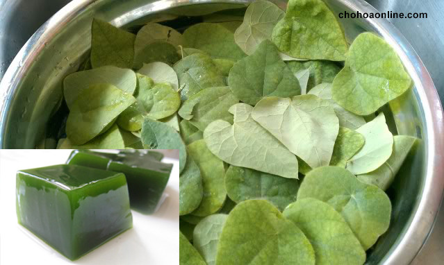 Sương sâm thuộc dạng dây leo, có dây dài đến 5m có thân và lá phủ lông mềm. Lá sương sâm có phiến xoan hình tim, hoa vàng, quả mọc thành chùm và chuyển sang màu trắng sữa khi chín. Ảnh: chohoaonline.