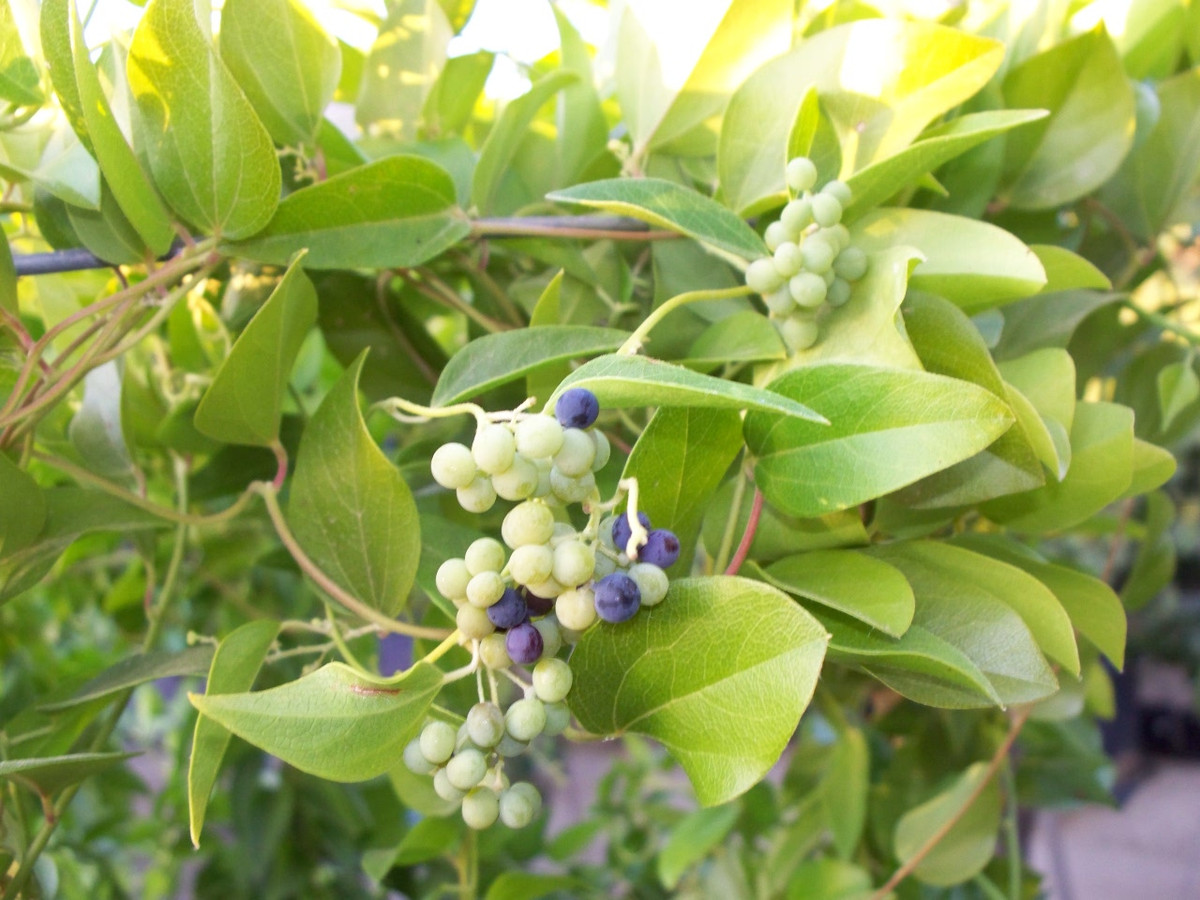 Sương sâm có 2 loại là sương sâm lông và sương sâm lá láng, trong đó sương sâm lông cho thạch đông mịn và ngon hơn sương sâm lá láng. Ảnh: blogspot.