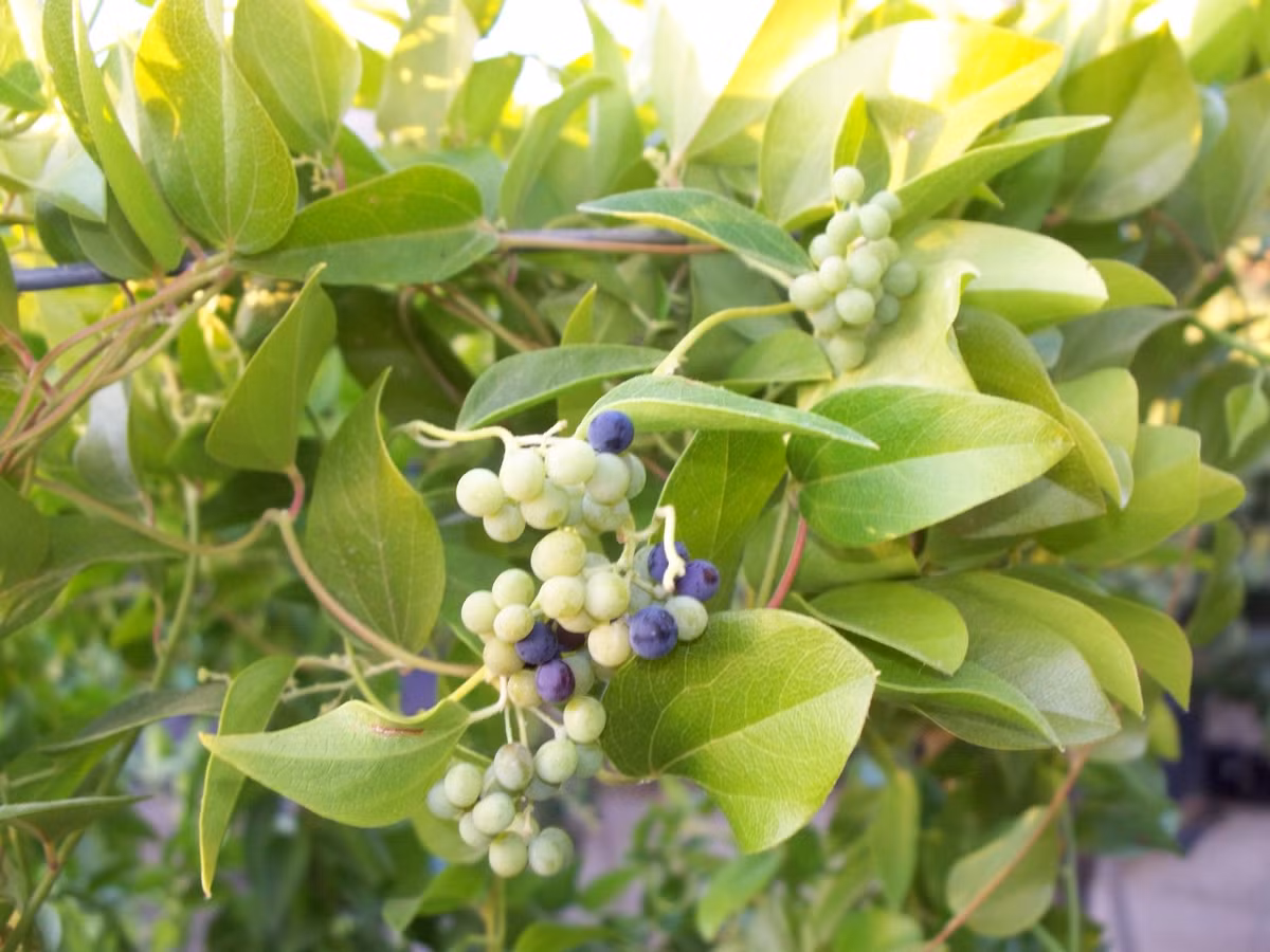 Sương sâm có 2 loại là sương sâm lông và sương sâm lá láng, trong đó sương sâm lông cho thạch đông mịn và ngon hơn sương sâm lá láng. Ảnh: blogspot.