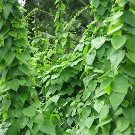 Đặc biệt, lá sương sâm được sử dụng làm thạch và rau ăn, rất mát và bổ dưỡng. Ảnh: hatgiongf1.