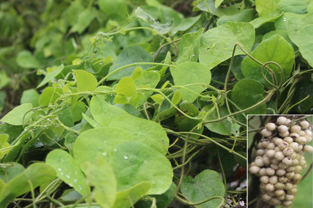 Ngoài ra, sương sâm còn được dùng trong ẩm thực của một số quốc gia như Thái Lan, Lào... Ảnh: baodanang.