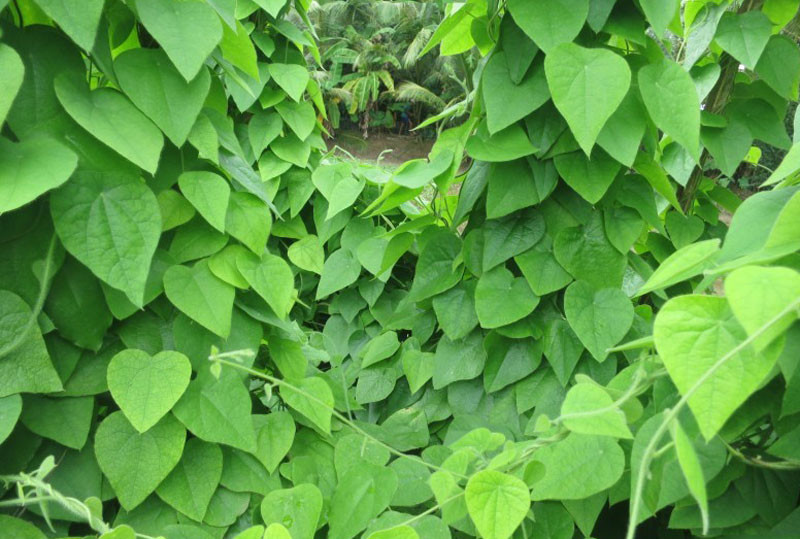 Cây sương sâm phân bổ ở nhiều nơi trên thế giới như Ấn Độ, Trung Quốc. Tại Việt Nam, sương sâm được trồng nhiều nhất ở vùng Đông Nam Bộ. Ảnh: khoahocphattrien.