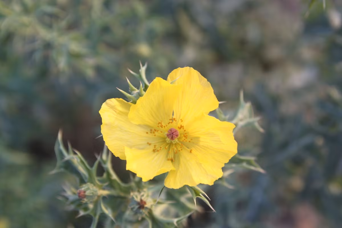 Su that ve cay gai cua dep nhung doc, co o VN-Hinh-5