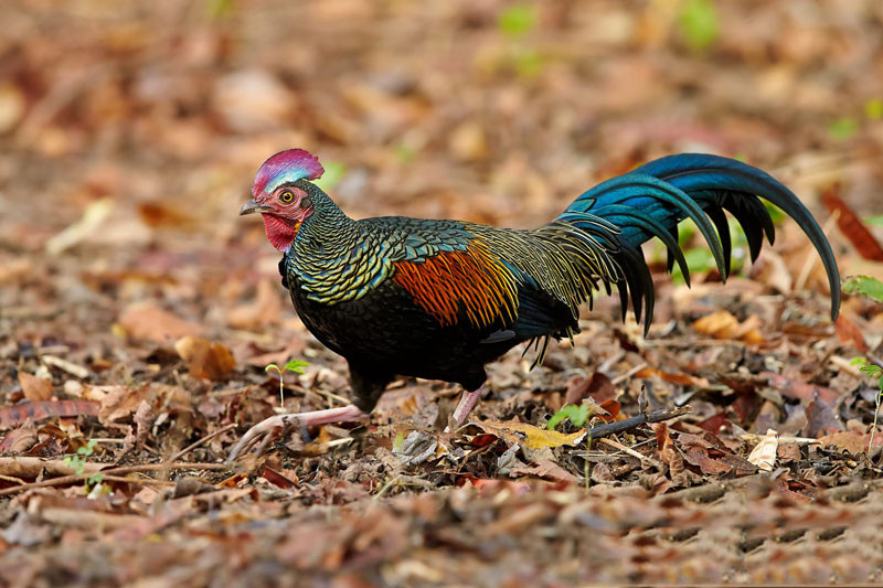 Gà rừng lông xanh là một loài chim kích thước trung bình, dài đến 75cm. Gà trống có bộ lông khá ấn tượng khi trải dài từ cổ tới giữa sống lưng xếp giống những chiếc vảy màu xanh óng ả. Ảnh: khoahocphattrien.