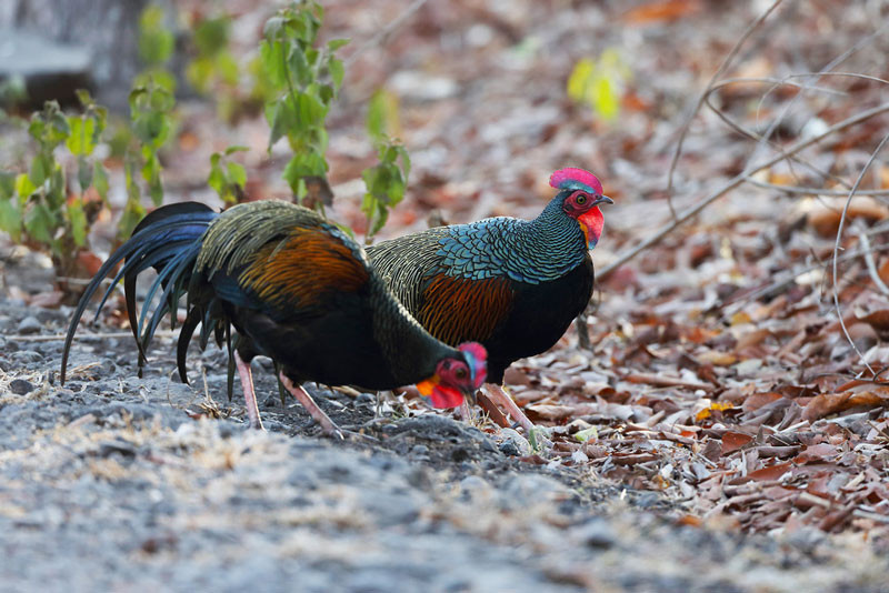 Trong khi đó, gà mái có bộ lông màu nâu nhạt, mào rất nhỏ và kích thước nhỏ hơn gà trống. Ảnh: khoahocphattrien.