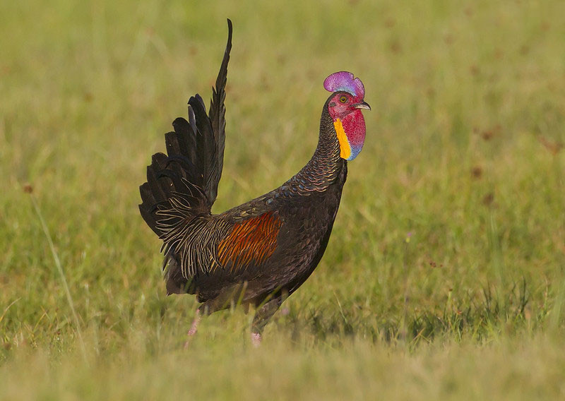 Thức ăn chủ yếu của gà rừng Java là các loại hạt như ngũ cốc, gạo, lúa, côn trùng…Ảnh: khoahocphattrien.