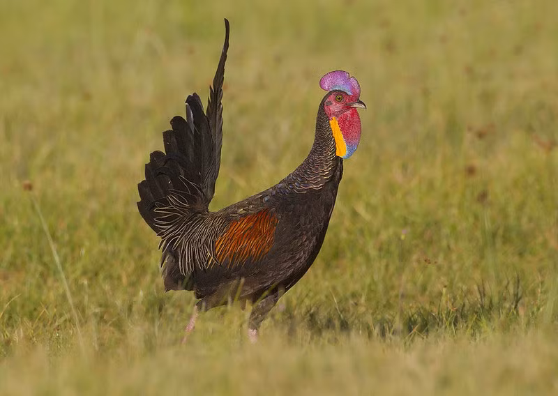 Thức ăn chủ yếu của gà rừng Java là các loại hạt như ngũ cốc, gạo, lúa, côn trùng…Ảnh: khoahocphattrien.