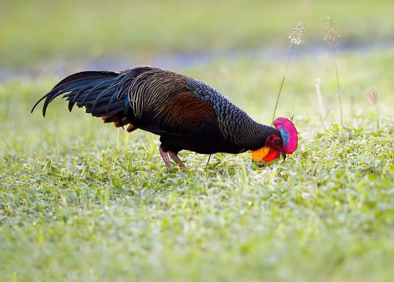Gà rừng lông xanh thường sống thành đàn từ 2-5 con trong những bụi cây tại những khu rừng nhiệt đới hoặc nhiệt đới ẩm. Ảnh: khoahocphattrien.
