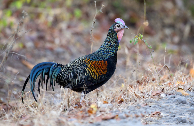 Vào mùa sinh sản, gà rừng lông xanh trống sẽ dùng bộ lông sặc sỡ của mình để thu hút bạn tình. Ảnh: khoahocphattrien.