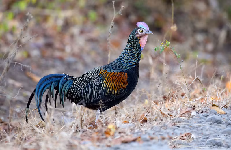 Vào mùa sinh sản, gà rừng lông xanh trống sẽ dùng bộ lông sặc sỡ của mình để thu hút bạn tình. Ảnh: khoahocphattrien.