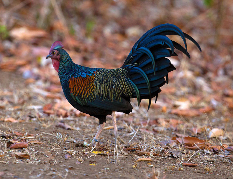  Gà rừng lông xanh có tên khoa học là Gallus varius. Ngoài ra, nó còn có tên gọi khác là gà rừng Java hoặc gà rừng xanh Java. Ảnh: thienduongchim.