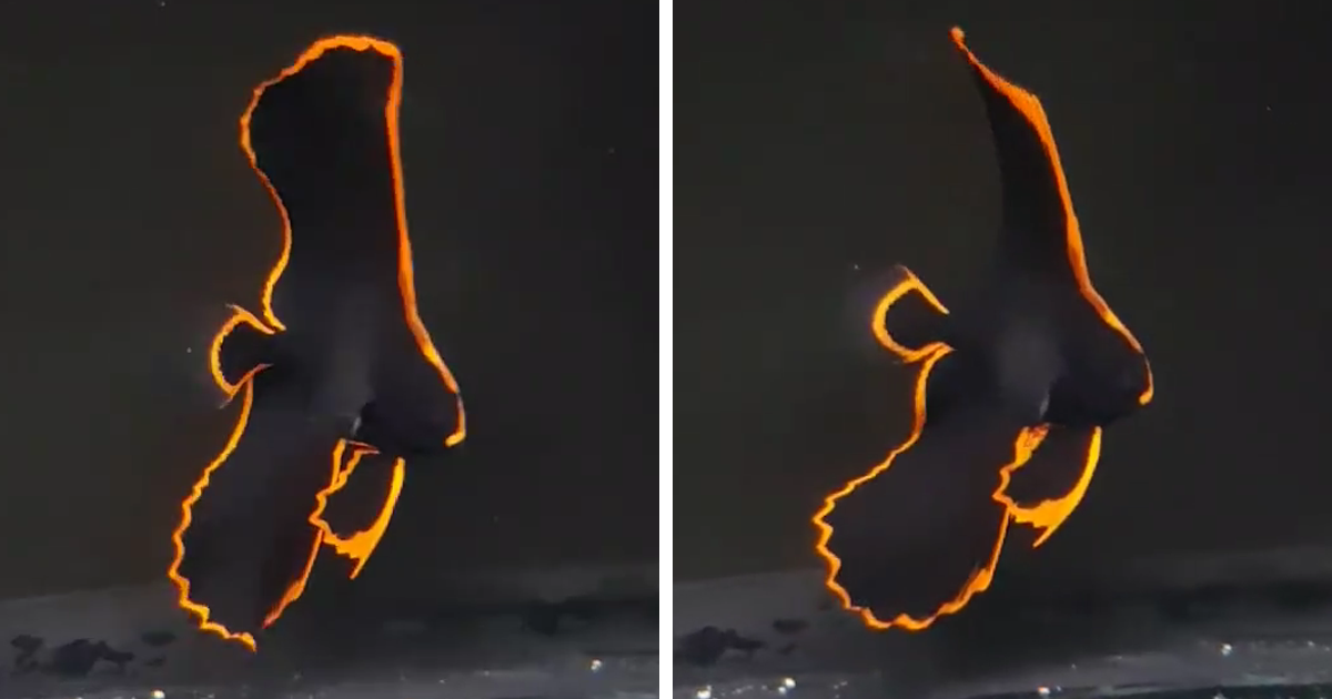 Trên thế giới, cá ó lửa phân bố ở Tây Thái Bình Dương, quần đảo Ryukyu đến Úc. Ở miền Nam Nhật Bản, Đài Loan đến Philippines, Indonesia, New Guinea và miền bắc Úc. Ảnh: dkn.