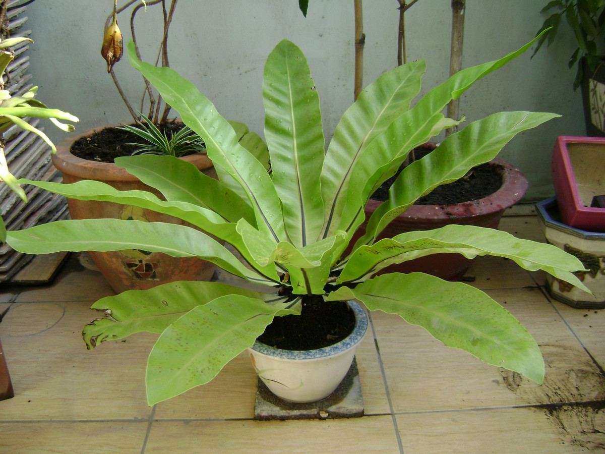 Đặc biệt, lá cây tổ chim rất giàu dinh dưỡng, có thể được sử dụng để làm món ăn Nhật Bản. Ảnh: cayxanhphongthuy.