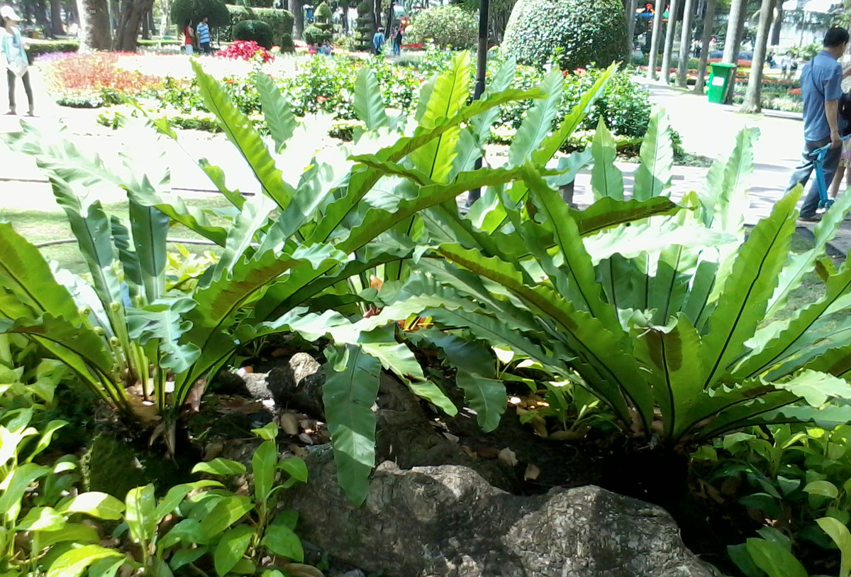 Ngoài tác dụng trang trí, cây tổ chim còn có tác dụng thanh lọc không khí. Ảnh: vuacaykieng.