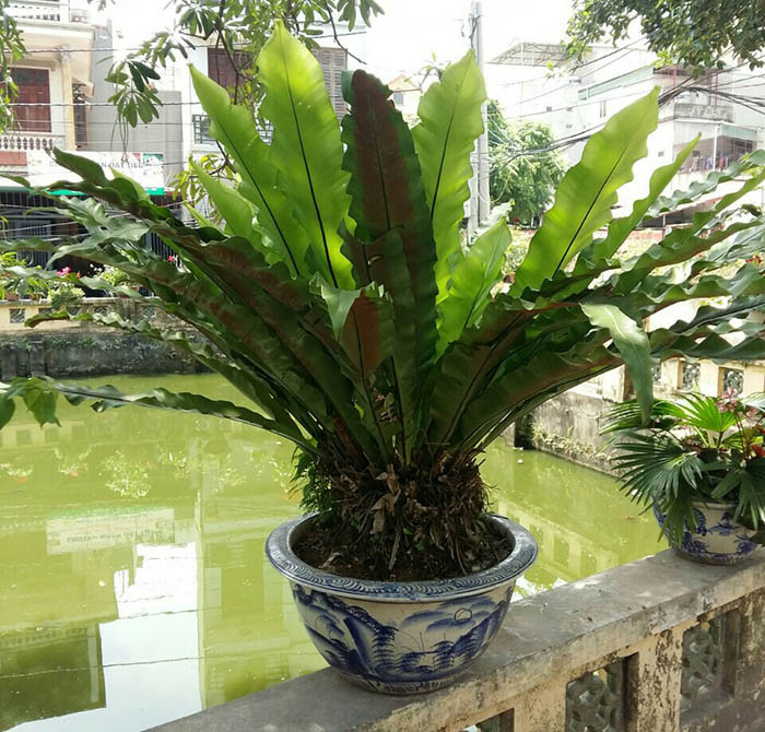 Cây tổ chim có thân rễ ngắn, lá màu lục nhạt, thuôn hình giáo, xếp dạng hoa thị. Cây sống khỏe và rất dễ trồng. Ảnh: caycanh4mua.