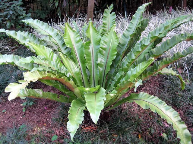 Những chiếc lá của cây tổ chim xòe rộng xung quanh nhìn giống như tổ chim. Đây cũng là nguồn gốc tên gọi của loài cây này. Ảnh: hoadepviet.