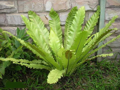 Cây tổ chim có nguồn gốc từ Ấn Độ, đảo Sandwich, Maurice và các rừng nhiệt đới châu Á khác. Trên thế giới, loài thực vật này phân bố ở các vùng nhiệt đới. Ảnh: blogcaycanh.