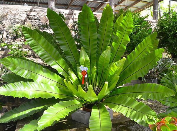 Ở Việt Nam, cây tổ chim sống phụ trên vỏ các cây gỗ lớn trong rừng ẩm. Ngoài ra, nó còn được trồng xen kẽ dưới các gốc cây lớn, trong các chậu, treo cao trên giàn làm cây trang trí. Ảnh: cayvahoa.