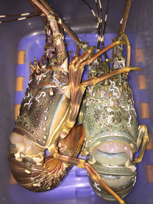 Tôm hùm bông được mệnh danh là “vua của các loài tôm”, có thể được chế biến thành nhiều món ngon như làm gỏi, nướng mọi, bỏ lò phomai... Ảnh: blogspot.